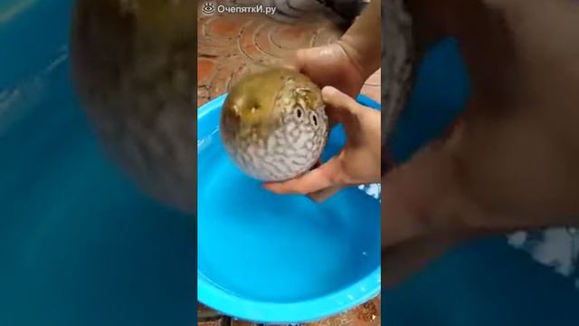 Если вытащить из воды рыбу фугу смотреть онлайн