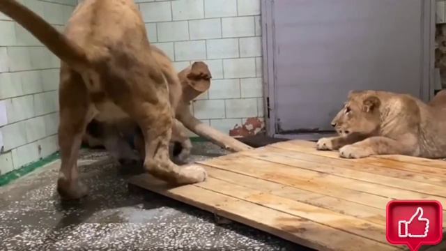К львице пришел кавалер))) чем закончится знакомство? Смотрим. 29 марта 2023 г. смотреть онлайн