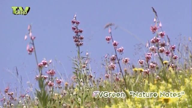 Alpine flora & fauna in Hohe Tauern national park смотреть онлайн
