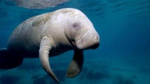Ламантины - интересные факты