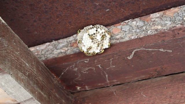 Осиное гнездо смотреть онлайн