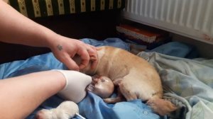 Роды у чихуахуа.