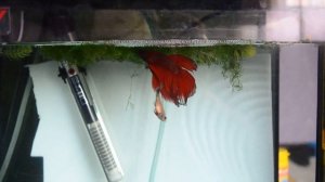 АКВАРИУМНАЯ РЫБКА ПЕТУШОК.НЕРЕСТ И СОБИРАНИЕ ИКРЫ.