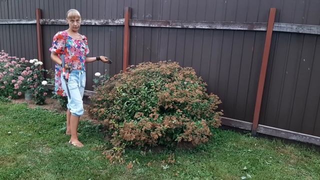 Как преобразить куст спиреи после цветения. смотреть онлайн