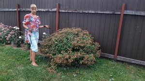 Как преобразить куст спиреи после цветения.