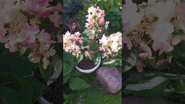 вимс ред гортензия метельчатая 4 августа смотреть онлайн