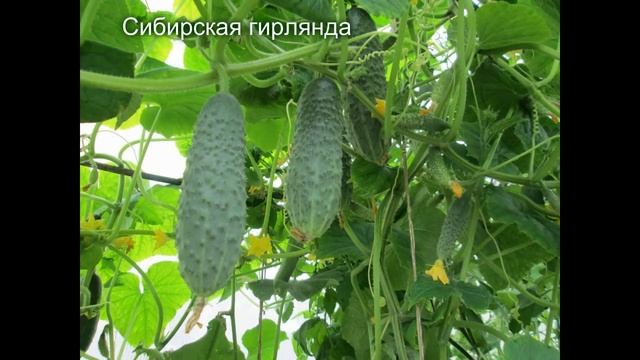 СОРТА ОГУРЦОВ ( фото) смотреть онлайн