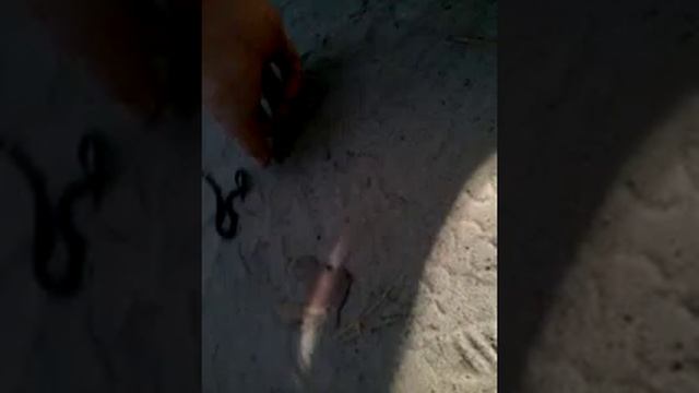Ужонок смотреть онлайн
