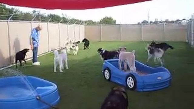 Diggin' Inn Pet Resort Dogs Playing! смотреть онлайн