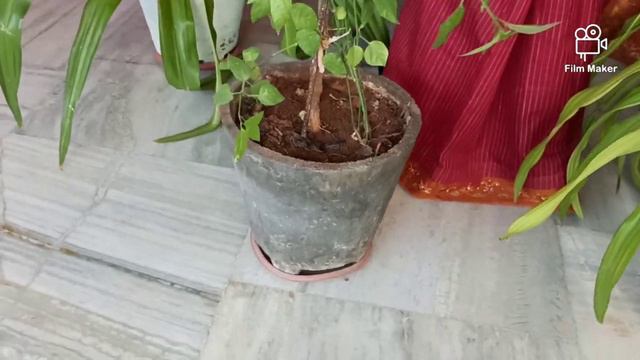 My Croton plants video // My Gardening Video // part -2 смотреть онлайн