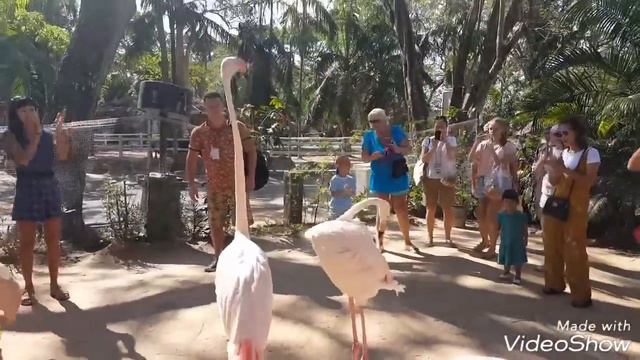 Зоопарк Кхао Кхео смотреть онлайн