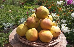 Пермячка - сорт груши