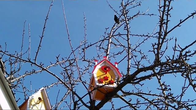 Скворцы заселились в элитные скворечники !!! смотреть онлайн