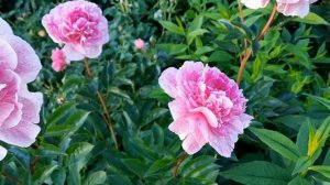 ПИОН "THE FAWN" В МОЕМ САДУ!!!