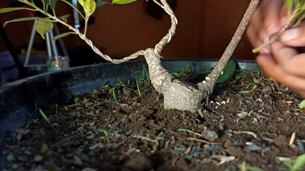 ficus retusa grafting ficus micro carpa, Bonsai ficus tips and tricks