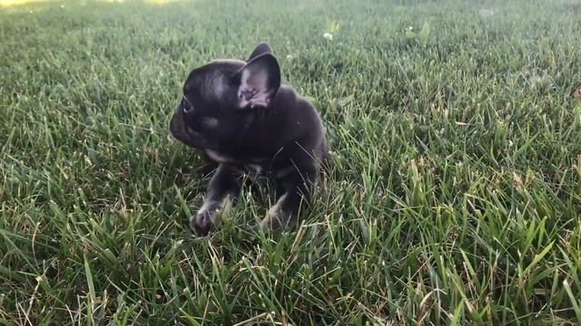 Bella- Female Chocolate French Bulldog Puppy смотреть онлайн