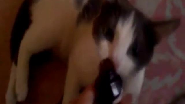 Кот и валерьянка ))) смотреть онлайн