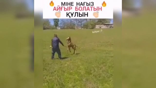 как это так ??? @Shahi Jangal смотреть онлайн