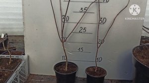 Учусь обрезать метельчатые гортензии второго года жизни.