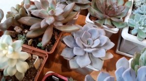 Эхеверии,граптоверии,пахиверии.Отличия этих видов.Моя точка зрения.