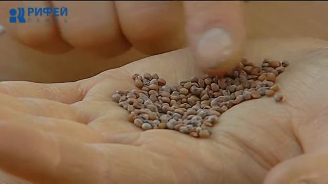 Зеленый участок. Микрозелень и рассада смотреть онлайн