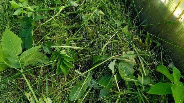 Покос травы в труднодоступных местах смотреть онлайн