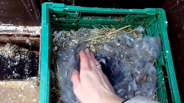 Ч.5 Окрол вне гнезда. Роды крольчихи. Что должен сделать кроликовод. Осмотр крольчат. смотреть онлайн