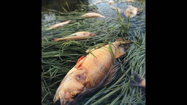 MR SCHMIDT MOSH LOVES YOU смотреть онлайн