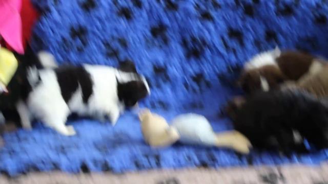 Чихуахуа.Щенки Питомника Валентра Стар. смотреть онлайн