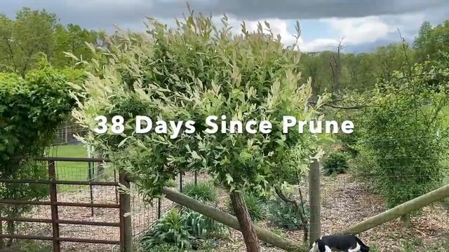 How to Prune a Dappled Willow Tree Salix Hakuro Nishiki and Results after 72 Days смотреть онлайн