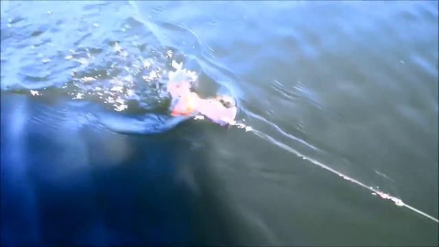 Big Mama Surface Lures At The Musky Shop смотреть онлайн