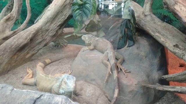 Зоопарк в Минске смотреть онлайн