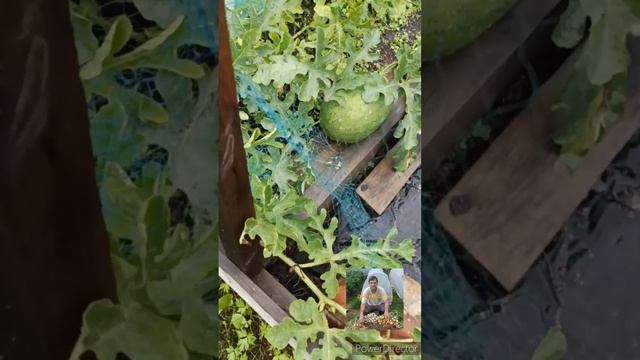 Поспел жёлтый арбуз