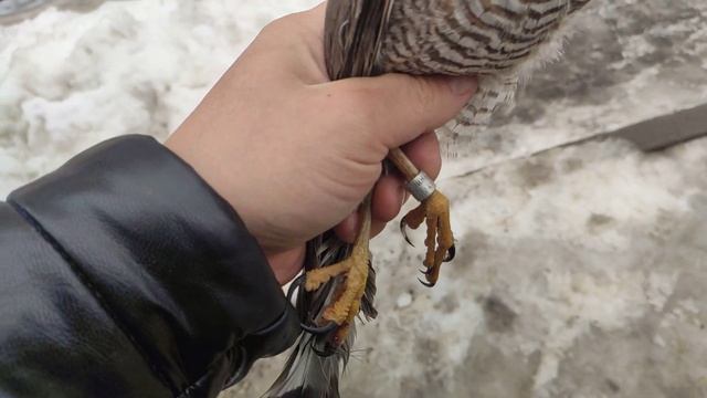 Отпускаю ястреба-перепелятника смотреть онлайн