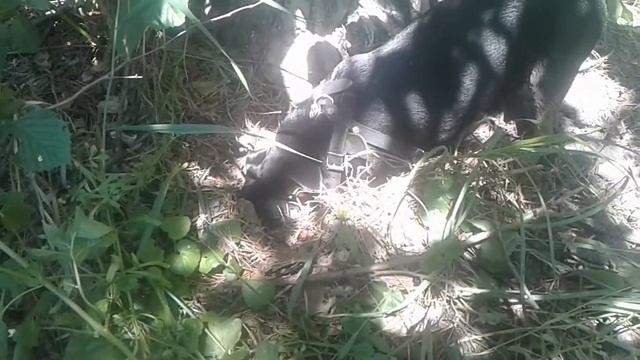 Ищем грыбы труфеля. смотреть онлайн