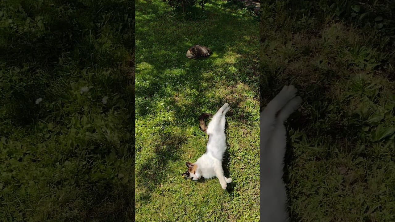 Дачные кисы принимают солнечные ванны ️ #cat #кошка #дача #бродячийкот #лето #straycats