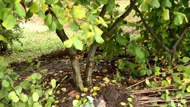 ФУНДУК в БЕЛАРУСИ. НЕ ПОПАДИСЬ на СЕЯНЦЫ,вот какие ВЕГЕТАТИВНОЕ РАЗМНОЖЕНИЕ. СМОТРИ как на КОРНИ