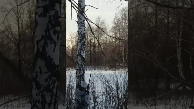 Охота на касача на дереве .) смотреть онлайн