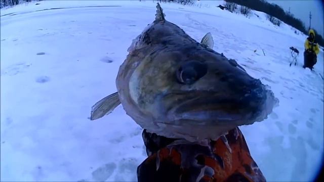 Ленинградская обл.рыбалка река Свирь судак 2 кило и два схода 11 03 2017 смотреть онлайн