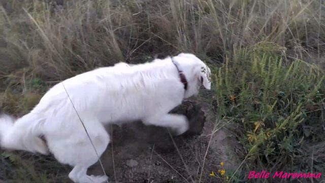 Белль Маремма на прогулке.Belle Maremma On A Walk