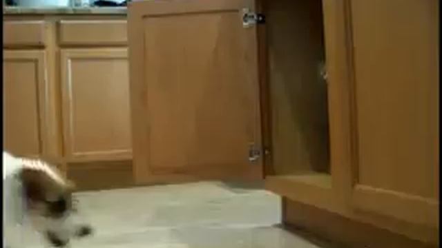 Trained Dog, Eğitimli Köpek, Тренированная собака. смотреть онлайн