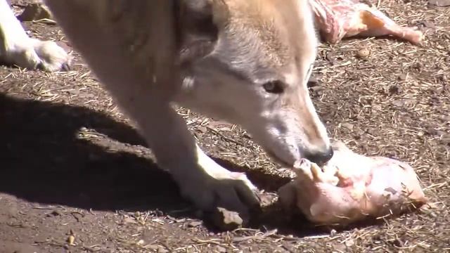 Mexican Gray Wolves Animals смотреть онлайн