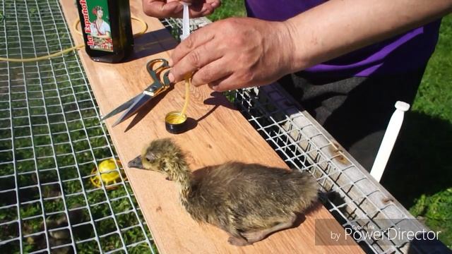 Большой серый гусь ( гусята не кушают) смотреть онлайн