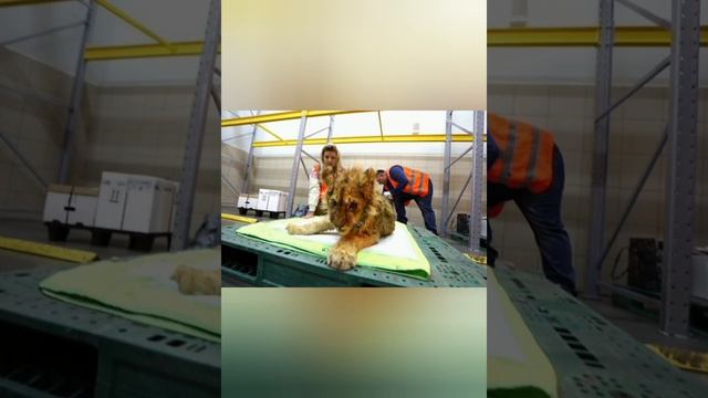 История спасения из лап живодеров львенка Симбы смотреть онлайн