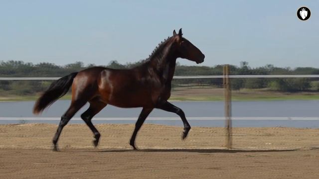 Horse For Sale | Young Piro Free Sportive Type Lusitano  (REF#545)