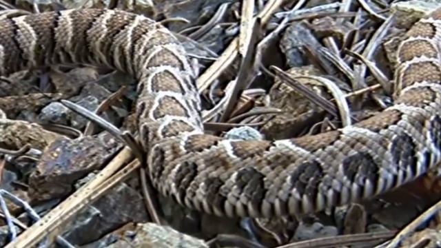 Where Do Snakes Go in Winter? смотреть онлайн