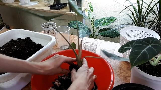 Пересадка алоказий и как проращивать луковички алоказий смотреть онлайн
