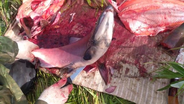 Разделка нерки (на филе и балык) смотреть онлайн