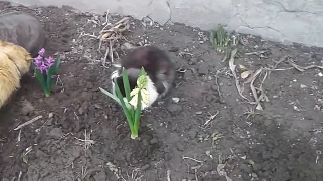 Гиацинты, крокусы, примула на клумбе. Hyacinths, crocuses, primrose in the flower bed. смотреть онлайн