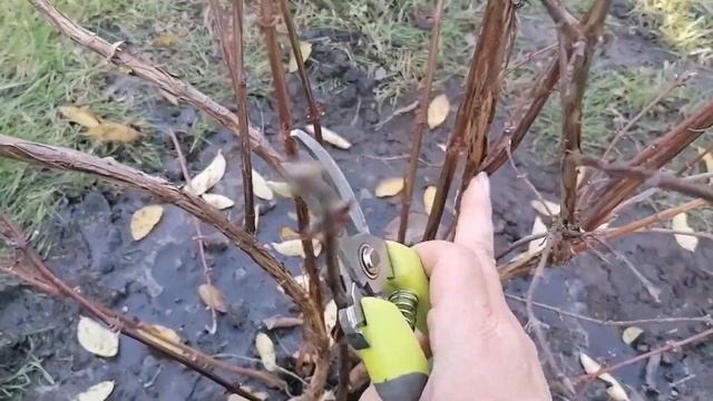 Обрезка жимолости осенью. смотреть онлайн
